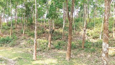 private-rubber-plantations-1.jpg