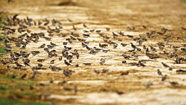 House-Sparrows.jpg