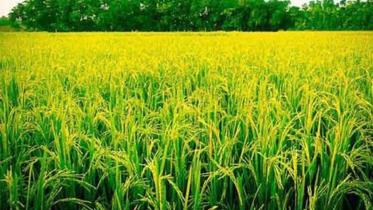 paddy-web.jpg