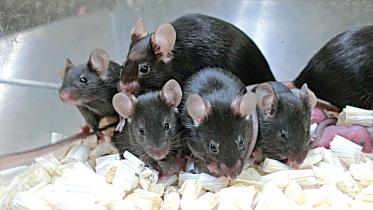 rat.jpg