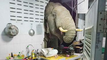 elephant.jpg