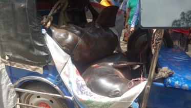 Kurigram_dolphin.jpg