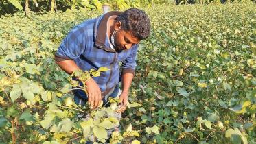 cotton-lifeblood-rmg.jpg