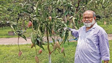 3-new-mango-varieties.jpg