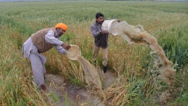Indian farmers