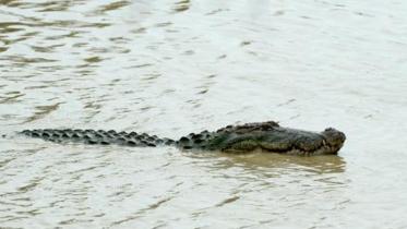 24-year-old British journalist, Paul McClean, have been killed by a crocodile