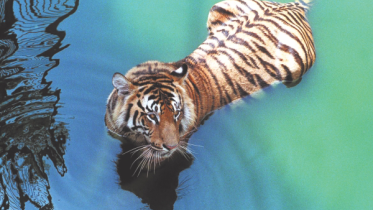 Tiger.jpg