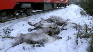Dead reindeers