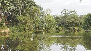 A pond.jpg
