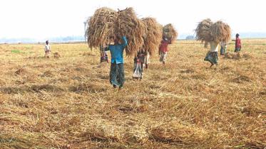 Agriculture-victims-climate-change.jpg