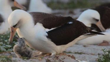 albatross-1WB.jpg