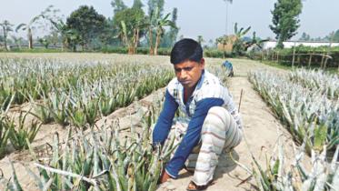 aloe vera.jpg