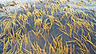 aman-paddy.jpg