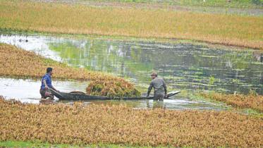 aman field.jpg