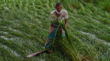 Aman paddy.jpg