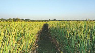 Aman yield projected to be less this year