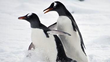 Antarctic penguins