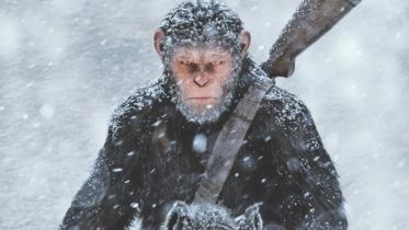 apes.jpg