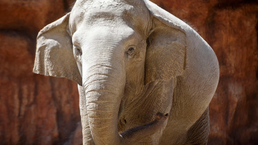 elephant death