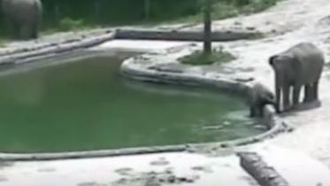 baby elephant.JPG