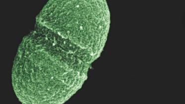 bacteria.jpg