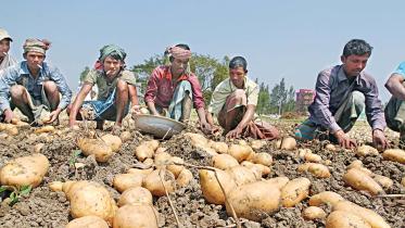 Potato Production in Bangladesh