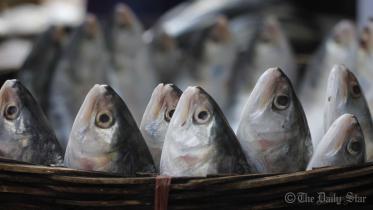 barisal-photo-Hilsa-WB.jpg