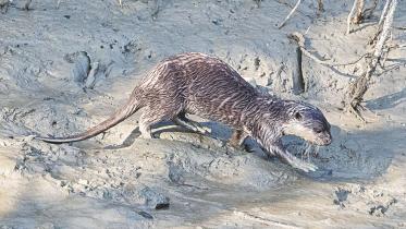 Basic Sundarban.jpg