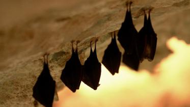 Bats.jpg-NS.jpg