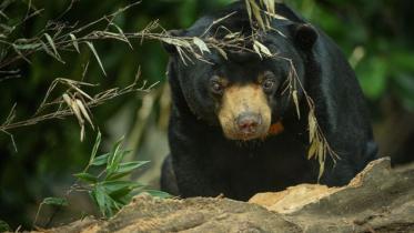 BearWB.jpg