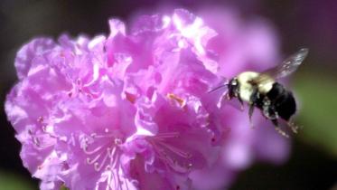 Bee-1-wb.jpg