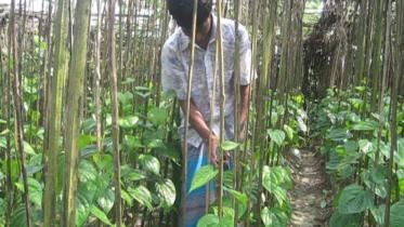 betel leaf 01.jpg