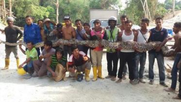 big-snake.jpg