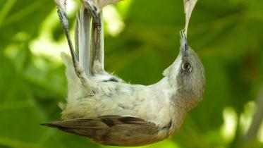 Bird-WB.jpg