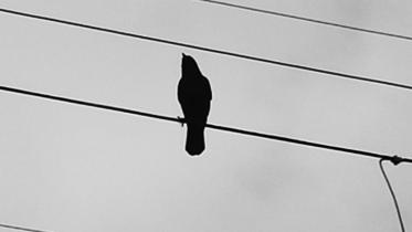 bird.jpg