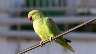 Bird.jpg
