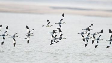 birding.jpg