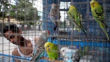 Indian bird seller