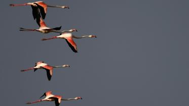 Birds.jpg
