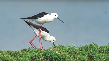 Birds.jpg