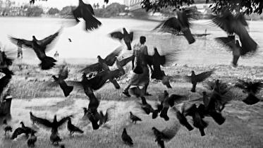 birds