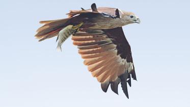 birds flight.jpg