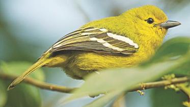 Bird 