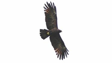 black eagle.jpg