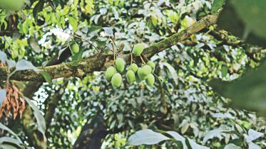 blesing mangoes.jpg