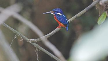 blue bird.jpg