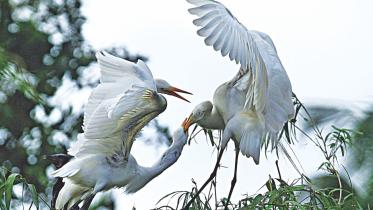 bok pakhi.jpg