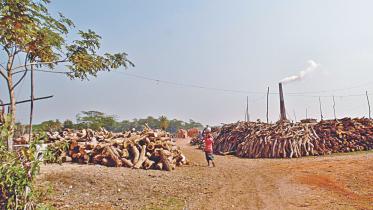 Unscrupulous traders cut down, chambol, rain trees for use as fuel on Manpura island