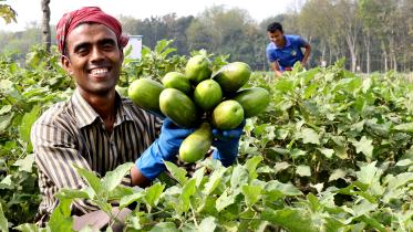 Brinjal-(Begun).jpg