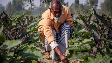 brinjal-web.jpg